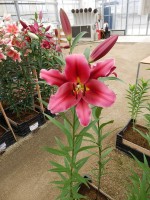 [4438 PO34 Farini No02.JPG]